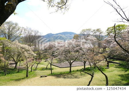 Isobe Sakuragawa Park - A view of the cherry blossoms, a natural monument, in full bloom 125047434