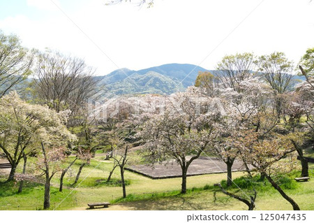 Isobe Sakuragawa Park - A view of the cherry blossoms, a natural monument, in full bloom 125047435