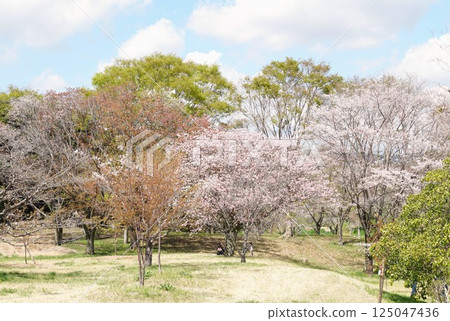 磯部櫻川公園 - 天然紀念物櫻花盛開的美景 磯部櫻川公園 - 天然紀念物櫻花盛開的美景 125047436