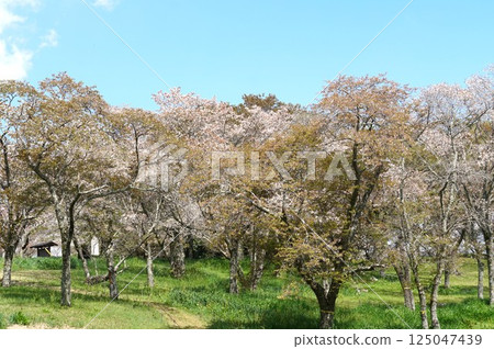 Isobe Sakuragawa Park - A view of the cherry blossoms, a natural monument, in full bloom 125047439