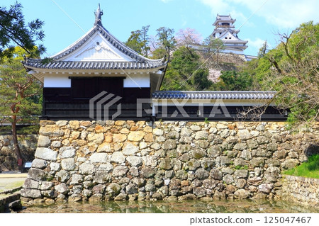 高知城堡在春天 125047467
