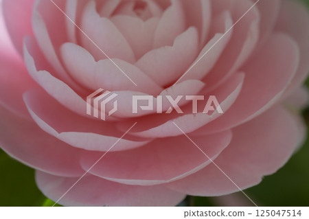 Close-up of Light Pink Camellia Flower in Full Bloom Close-up of Light Pink Camellia Flower in Full Bloom 125047514