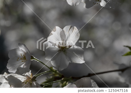 Cherry blossom Sakura tree details 125047516