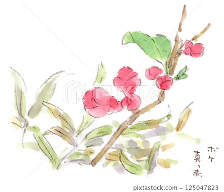 Watercolor illustration of bright red Japanese quince flowers blooming in a bamboo thicket Watercolor illustration of bright red Japanese quince flowers blooming in a bamboo thicket 125047823