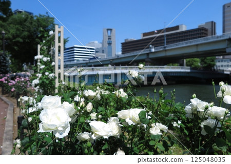 中之島公園（大阪市北區）春季盛開的玫瑰：白色重瓣玫瑰（背景為辦公大樓） 125048035