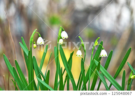 White and green snowflake flowers (spring, March) White and green snowflake flowers (spring, March) 125048067