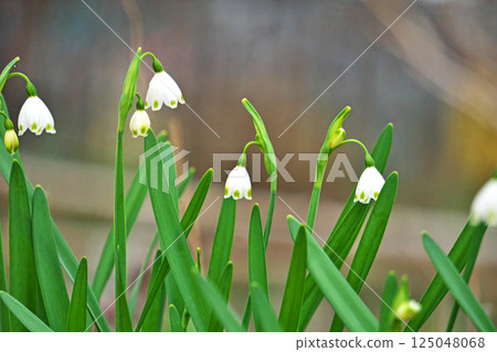 White and green snowflake flowers (spring, March) 125048068