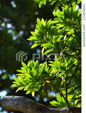 美麗的陽光透過蜀葵樹的枝葉 美麗的陽光透過蜀葵樹的枝葉 125048085