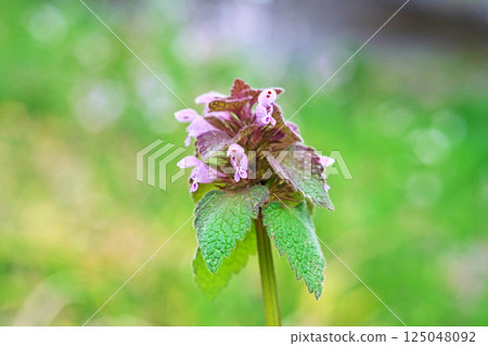 Lamium purpureum 花（春季，三月） 125048092