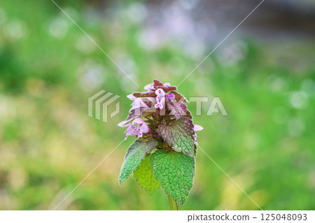 Lamium purpureum 花（春季，三月） 125048093