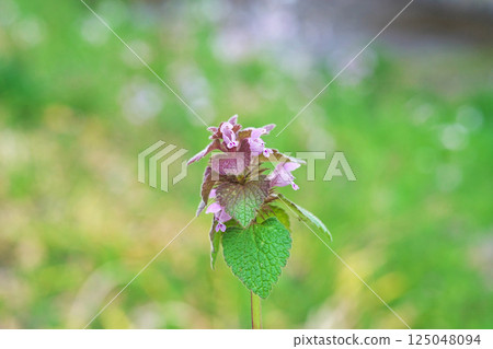 Lamium purpureum 花(春季,三月) Lamium purpureum 花(春季,三月) 125048094