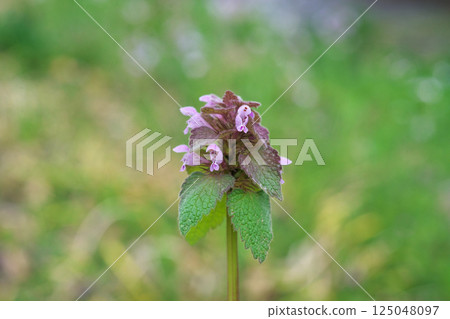 Lamium purpureum flowers (spring, March) 125048097