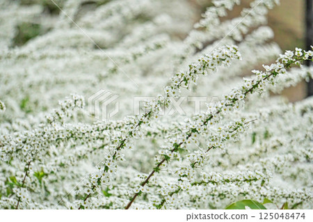 小的白色繡線菊花（春天，三月） 125048474