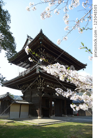 Seiryoji Temple in spring, Niomon, Saga, Ukyo Ward, Kyoto City 125048505