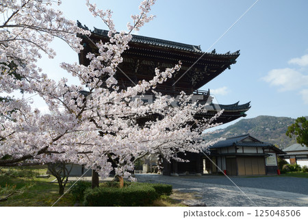 Seiryoji Temple in spring, Niomon, Saga, Ukyo Ward, Kyoto City 125048506