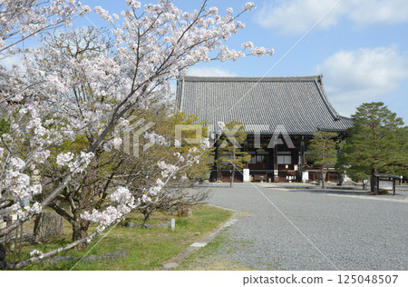 Spring at Seiryoji Temple, Shakado Hall, Saga, Ukyo Ward, Kyoto City Spring at Seiryoji Temple, Shakado Hall, Saga, Ukyo Ward, Kyoto City 125048507