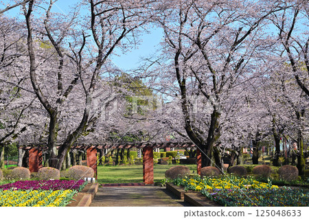 Cherry Blossom Festival: Cherry blossoms in full bloom at Shiroyama Park, Okegawa City 125048633