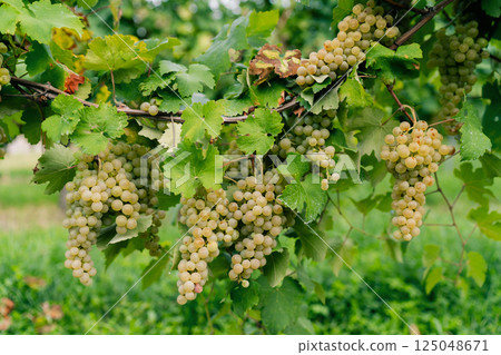 Bunch of white grapes between the grape leaves in vineyard Bunch of white grapes between the grape leaves in vineyard 125048671
