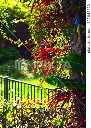 船塘岸邊鮮紅的巴豆 船塘岸邊鮮紅的巴豆 125048810
