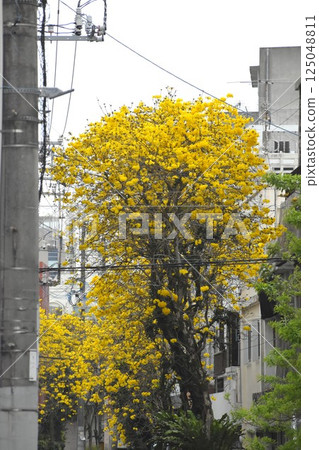 住宅區內盛開的黃花 125048811