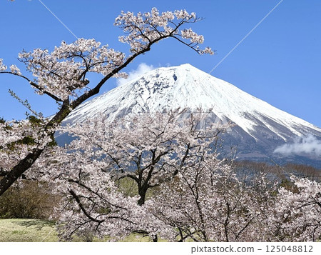 代表富士山的櫻花樹 代表富士山的櫻花樹 125048812