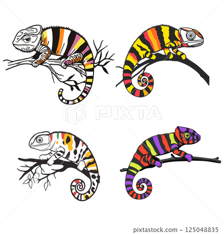 Colorful Chameleon Illustrations Colorful Chameleon Illustrations 125048835