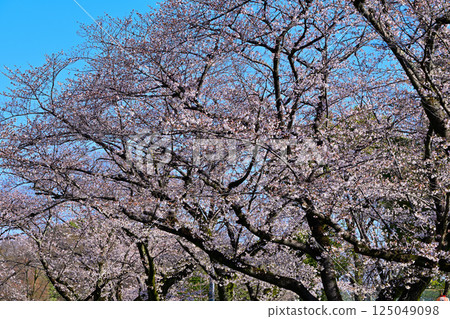 Cherry blossoms in full bloom at Shiroyama Park, Okegawa City 125049098