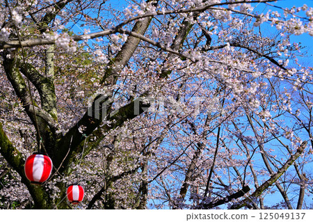 Full bloom, Shiroyama Park cherry blossom festival, Okegawa city 125049137