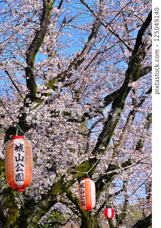 Full bloom, Shiroyama Park cherry blossom festival, Okegawa city 125049140