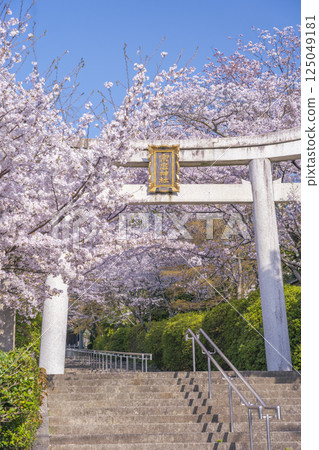 春天的京都，宗忠神社，櫻花覆蓋的宗忠鳥居 125049181