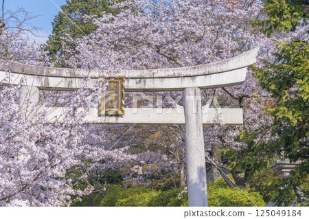 Spring in Kyoto: Munetada Shrine: Munetada Torii gate surrounded by cherry blossoms Spring in Kyoto: Munetada Shrine: Munetada Torii gate surrounded by cherry blossoms 125049184