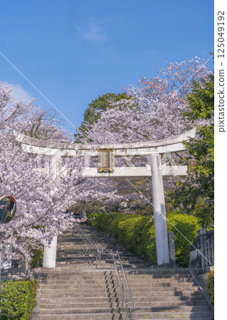 Spring in Kyoto: Munetada Shrine: Munetada Torii gate surrounded by cherry blossoms 125049192