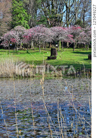 Colorful peach blossoms in full bloom by the water, Shiroyama Park, waterside scenery, Okegawa City Colorful peach blossoms in full bloom by the water, Shiroyama Park, waterside scenery, Okegawa City 125049227