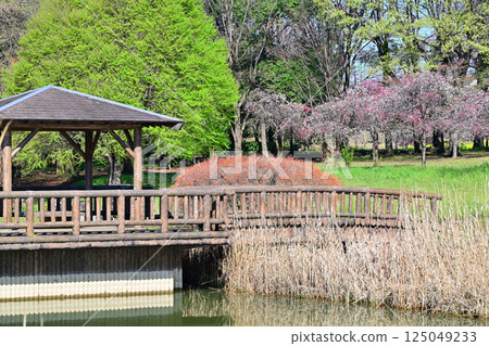 桶川市城山公園水邊盛開的彩色桃花 125049233