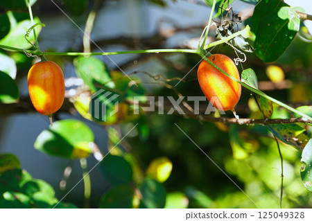 Orange calamansi fruits hanging in the forest in autumn October 125049328