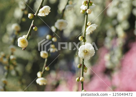 Close-up of the white flowers of a weeping plum tree 125049472