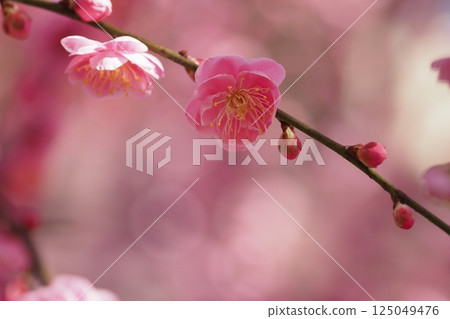 粉紅色的梅花 粉紅色的梅花 125049476