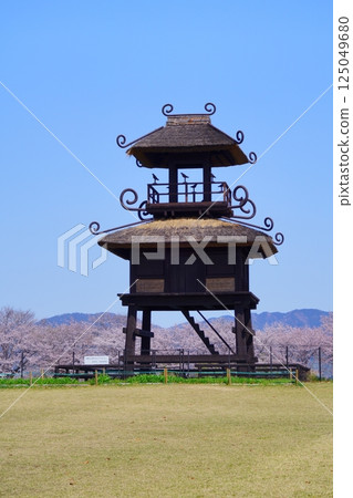 Yayoi ruins in Nara: Towers and cherry blossom trees in full bloom at Karako-Kagi ruins 125049680