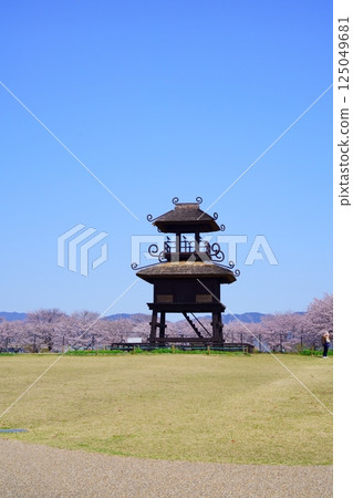 Yayoi ruins in Nara: Towers and cherry blossom trees in full bloom at Karako-Kagi ruins 125049681