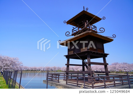 Yayoi ruins in Nara: Towers and cherry blossom trees in full bloom at Karako-Kagi ruins 125049684