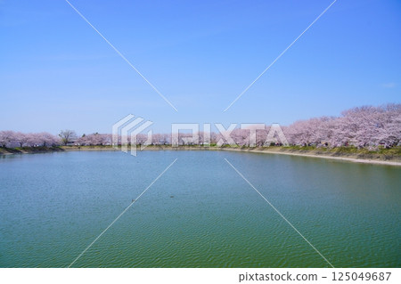 Yayoi ruins in Nara: Cherry blossom trees in full bloom and flower rafts at Karako Pond in the Karako-Kagi ruins Yayoi ruins in Nara: Cherry blossom trees in full bloom and flower rafts at Karako Pond in the Karako-Kagi ruins 125049687