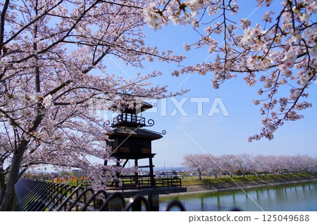 Yayoi ruins in Nara: Towers and cherry blossom trees in full bloom at Karako-Kagi ruins Yayoi ruins in Nara: Towers and cherry blossom trees in full bloom at Karako-Kagi ruins 125049688