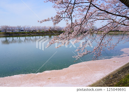 奈良彌生遺址:唐子鍵遺址唐子池盛開的櫻花樹與花筏 奈良彌生遺址:唐子鍵遺址唐子池盛開的櫻花樹與花筏 125049691