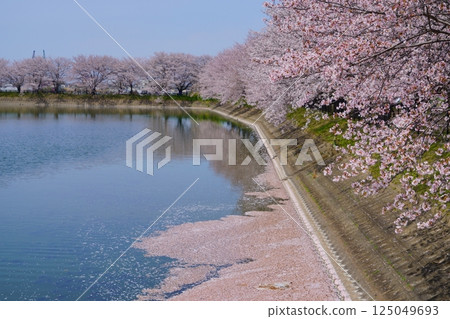 Yayoi ruins in Nara: Cherry blossom trees in full bloom and flower rafts at Karako Pond in the Karako-Kagi ruins 125049693