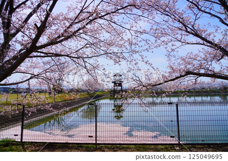 奈良彌生遺址：唐子鍵遺址唐子池盛開的櫻花樹與花筏 125049695