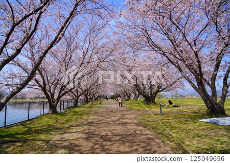 Cherry blossom trees in full bloom at Karako Pond in the Karako-Kagi ruins at the Yayoi ruins in Nara Cherry blossom trees in full bloom at Karako Pond in the Karako-Kagi ruins at the Yayoi ruins in Nara 125049696
