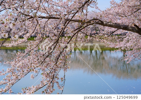 Yayoi ruins in Nara: Cherry blossom trees in full bloom and flower rafts at Karako Pond in the Karako-Kagi ruins 125049699