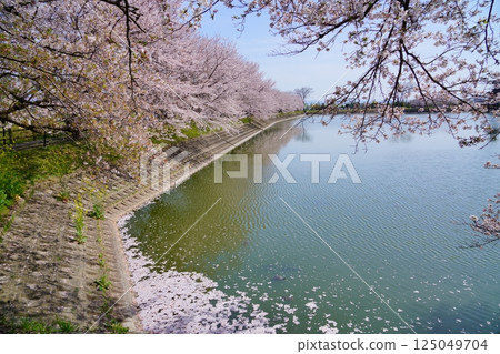 奈良彌生遺址:唐子鍵遺址唐子池盛開的櫻花樹與花筏 奈良彌生遺址:唐子鍵遺址唐子池盛開的櫻花樹與花筏 125049704