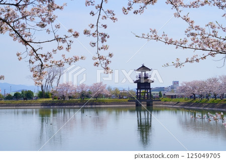 Yayoi ruins in Nara: Towers and cherry blossom trees in full bloom at Karako-Kagi ruins Yayoi ruins in Nara: Towers and cherry blossom trees in full bloom at Karako-Kagi ruins 125049705