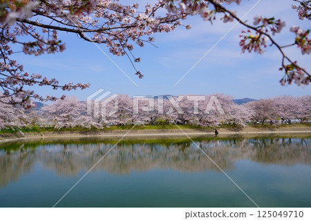 Cherry blossom trees in full bloom at Karako Pond in the Karako-Kagi ruins at the Yayoi ruins in Nara 125049710